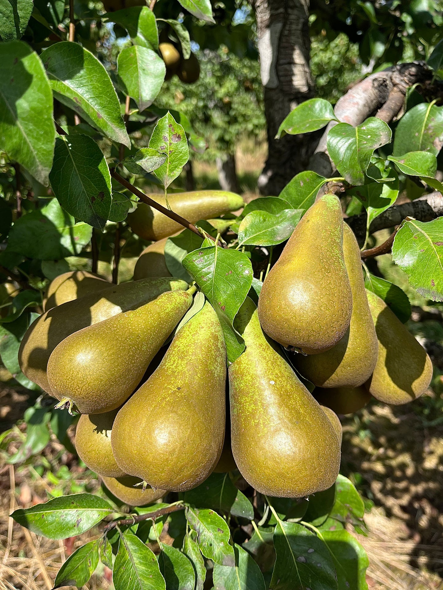 Poires conférences LIVRAISON RÉGION PARISIENNE