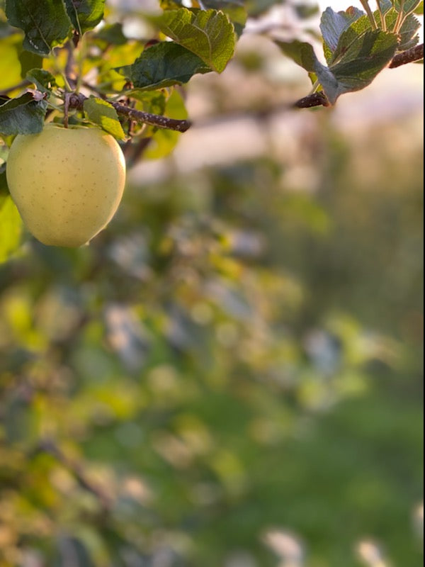Pommes différentes variétés au choix LIVRAISON RÉGION PARISIENNE