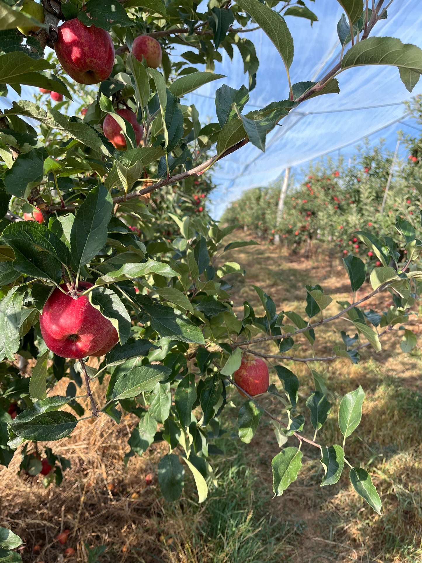 Pommes différentes variétés au choix LIVRAISON RÉGION PARISIENNE