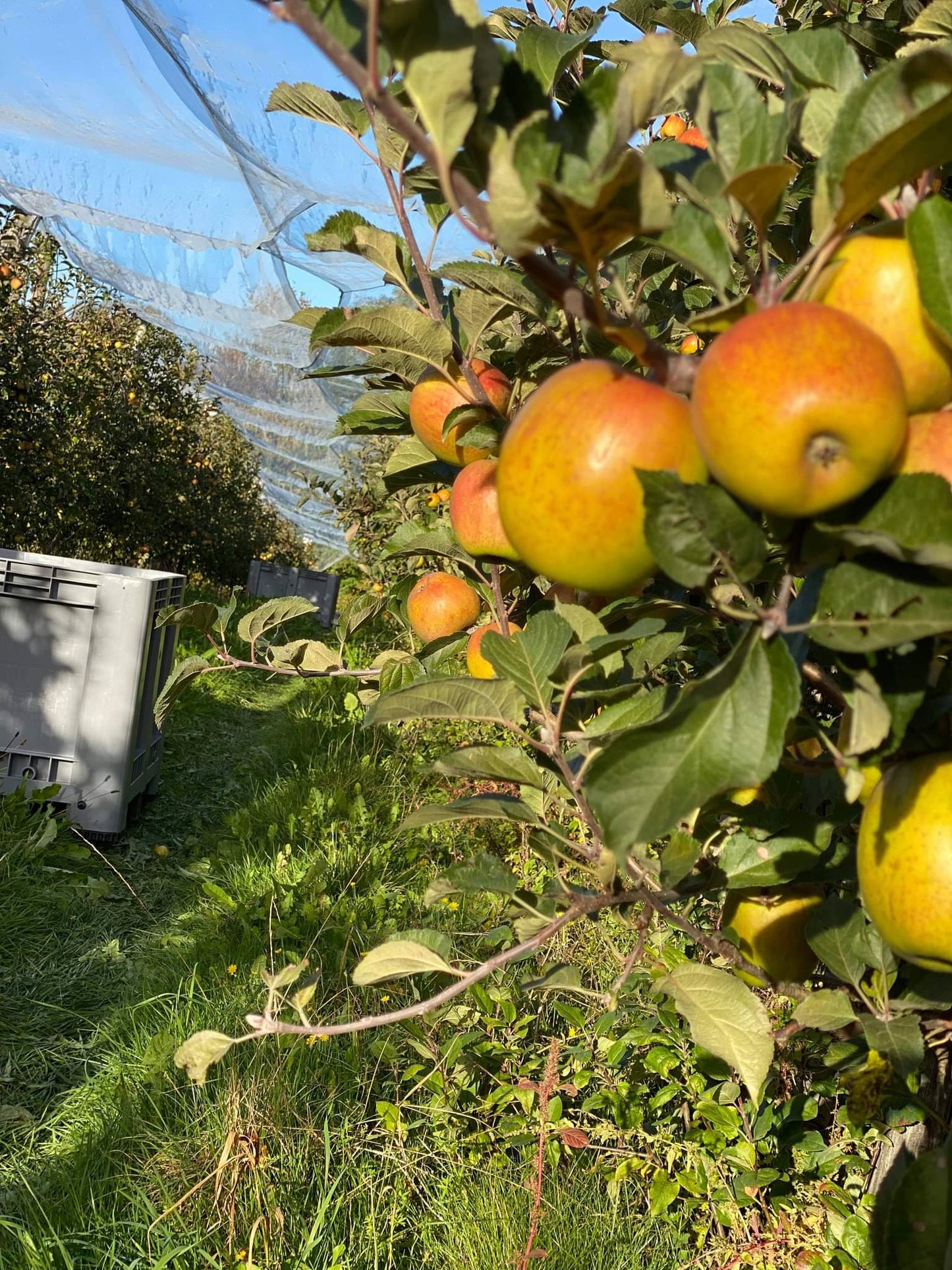 Pommes différentes variétés au choix LIVRAISON RÉGION PARISIENNE