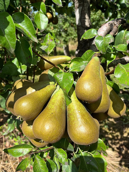 Poires conférences LIVRAISON RÉGION PARISIENNE
